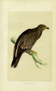 1851年 Morris 英国鳥類史 初版 木版画 手彩色 タカ科 イヌワシ属 カラフトワシ SPOTTED EAGLE 博物画