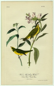 1840年 オーデュボン アメリカの鳥類 初版 手彩色 石版画 Pl.75 アメリカムシクイ科 ウィルソニア属 ウィルソンアメリカムシクイ 博物画