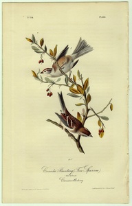 1840年 オーデュボン アメリカの鳥類 初版 手彩色 石版画 Pl.166 ゴマフスズメ科 ヒメドリ属 ムナフヒメドリ Canada Bunting 博物画