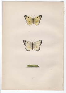 1890年 Morris 英国蝶類史 木版画 手彩色 Pl.5 シロチョウ科 モンキチョウ属 PALE CLOUDED YELLOW 博物画