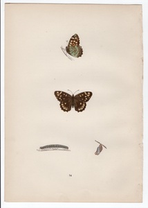 1890年 Morris 英国蝶類史 木版画 手彩色 Pl.14 タテハチョウ科 モリジャノメ属 キマダラジャノメ WOOD ARGU 博物画