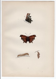 1890年 Morris 英国蝶類史 木版画 手彩色 Pl.32 タテハチョウ科 キタテハ属 シータテハ COMMA 博物画