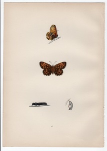 1890年 Morris 英国蝶類史 木版画 手彩色 Pl.47 タテハチョウ科 ヒョウモンモドキ属 PEARL-BORDERED LIKENESS FRITILLARY 博物画