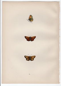 1890年 Morris 英国蝶類史 木版画 手彩色 Pl.68 セセリチョウ科 コキマダラセセリ属 LARGE SKIPPER 博物画