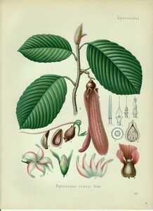 1890年 Kohlers 薬用植物 多色石版画 フタバガキ科 フタバガキ属 Dipterocarpus retusus Blume