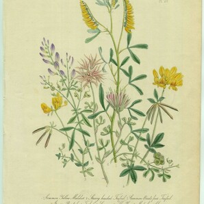 1846年 Loudon British Wild Flowers 手彩色 石版画 Pl.28 マメ科 シナガワハギ セイヨウミヤコグサ ムラサキウマゴヤシなど6種の画像1