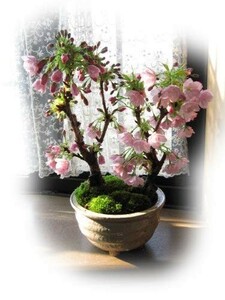 盆栽 観葉植物 人気 ツイン桜盆栽　　八重桜盆栽