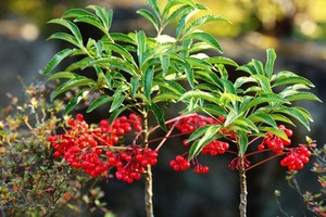 万両 マンリョウ苗u1★赤実　山野草★高さ10cm お正月縁起もの1株