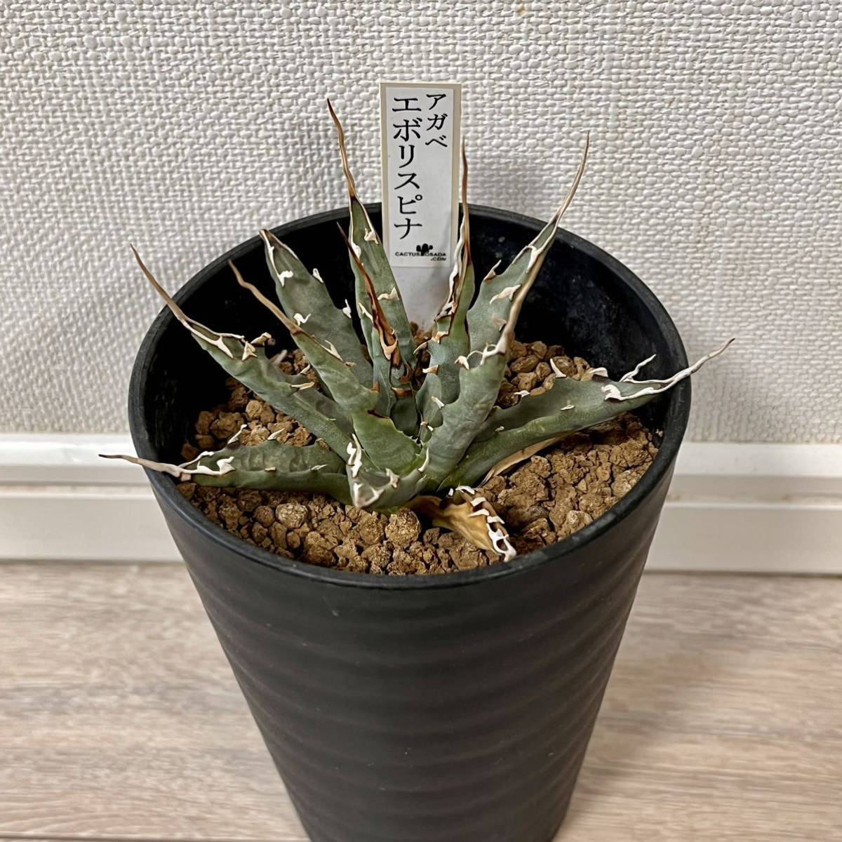 アガベ エボリスピナの値段と価格推移は?|394件の売買情報を集計した アガベ エボリスピナの値段と価格推移は?|394件の売買情報を集計した