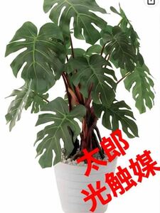 光触媒　人工観葉植物　ウォールグリーン　フェイクグリーン　モンステラmm