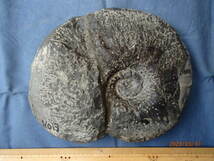 〇化石標本　パキディスカス　アワジエンシス(B)_画像1