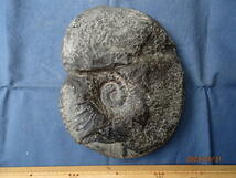 〇化石標本　パキディスカス　アワジエンシス(B)_画像2