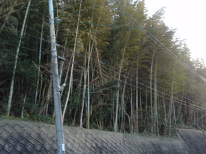 引き取り限定　竹材多分モウソウ竹　竹炭製造やそうめん流しDIYに未伐採やカットしたもの等色々。現物確認大歓迎