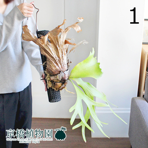 [ reality goods ] Platycerium / staghorn fern *wi Lynn key hanging lowering (1)Platycerium willinckii