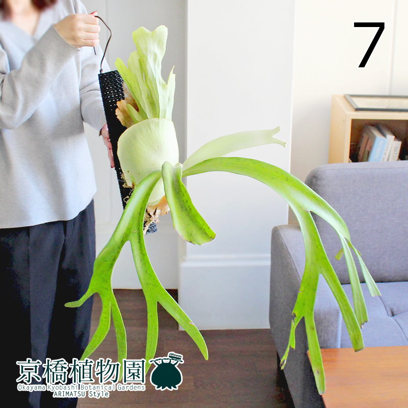 新作続P. 'Eppley' ビカクシダ ウィリンキー コウモリラン 植物 | hh2.hu