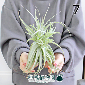 【現品】エアプランツ チランジア・プルプレア（7）Tillandsia purpurea