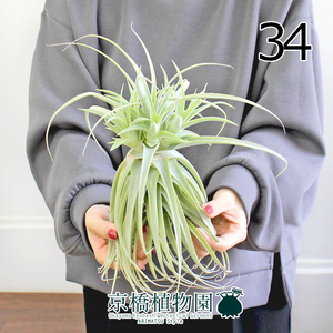 【現品】エアプランツ チランジア・プルプレア（34）Tillandsia purpurea