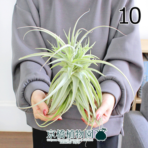 【現品】エアプランツ チランジア・プルプレア（10）Tillandsia purpurea