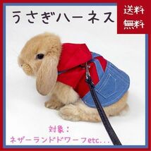 【レア商品】うさぎ ハーネス リード オーバーオール風(小動物 ウサギ うさんぽ 部屋んぽ へやんぽ 散歩 洋服 バックル付き うさちゃん)_画像1