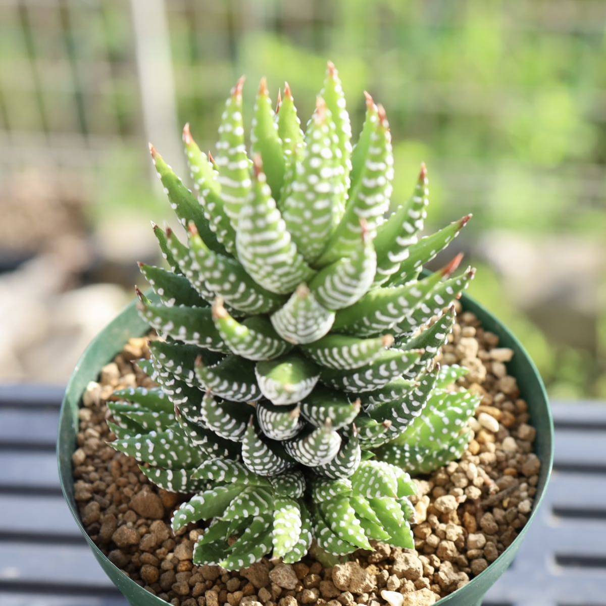 商品情報 多肉植物 ハオルチア 珍しい火鳳凰錦 完璧錦 新入荷 7cm鉢