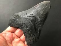 サメ 歯 化石 メガロドン [MG213] サメの歯 鮫の歯 鮫 牙_画像2