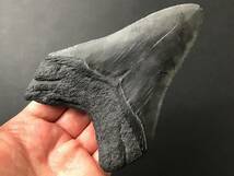 サメ 歯 化石 メガロドン [MG213] サメの歯 鮫の歯 鮫 牙_画像5