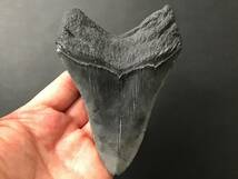 サメ 歯 化石 メガロドン [MG213] サメの歯 鮫の歯 鮫 牙_画像4