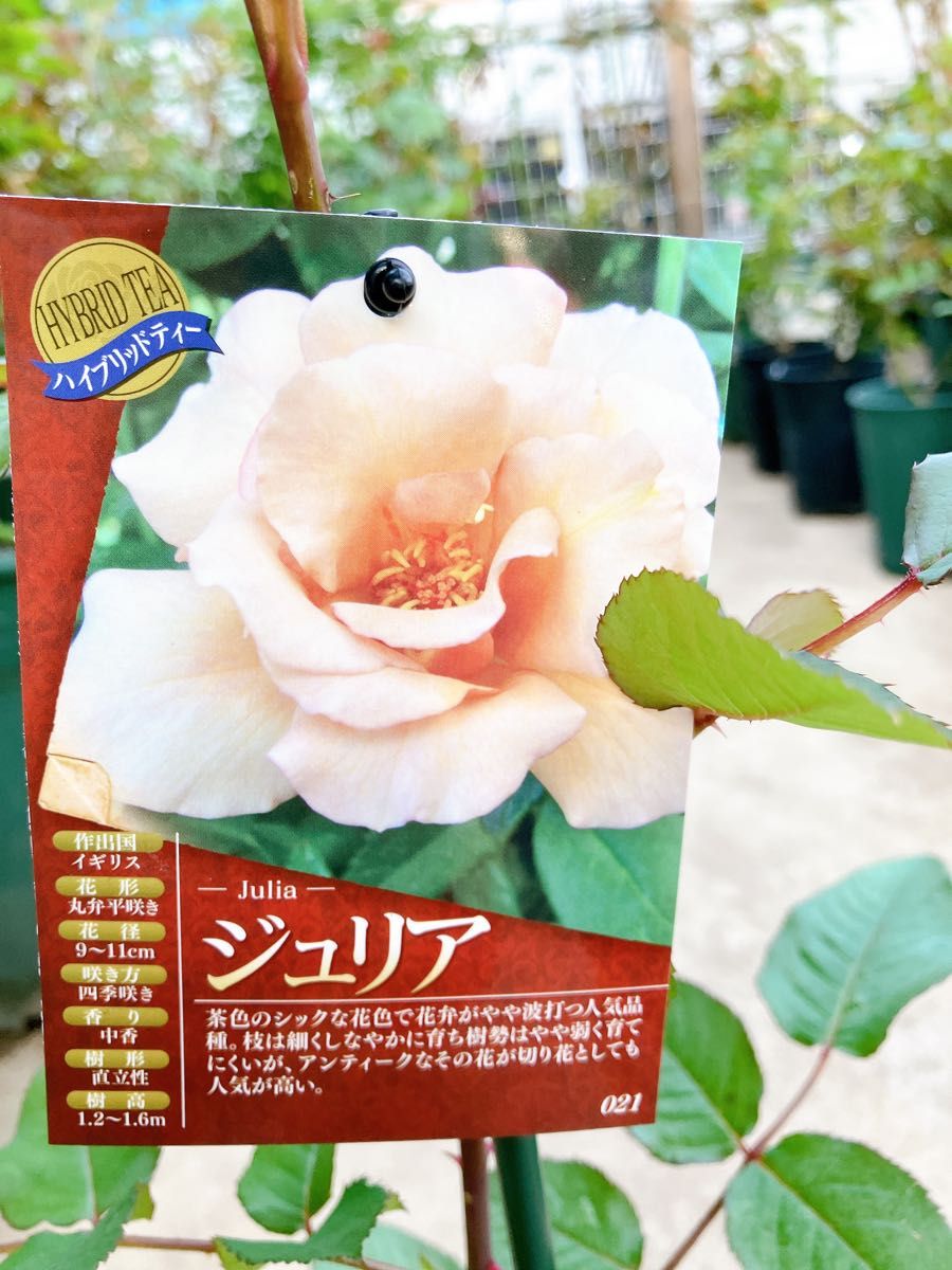 接木新苗薔薇苗 香り薔薇 強健 接木苗 バラ バラ苗 薔薇苗｜Yahoo