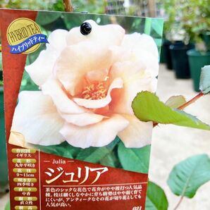 接木新苗薔薇苗　香り薔薇　強健　接木苗　バラ　バラ苗　薔薇苗