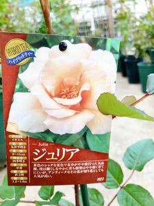 接木新苗薔薇苗　香り薔薇　強健　接木苗　バラ　バラ苗　薔薇苗