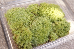 ■京都産 ホソバオキナゴケ ヤマゴケ / 苔栽培 苔玉 コケリウム テラリウム アクアリウム 苔盆栽 管UB09