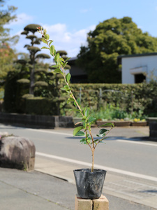 サザンカ タチカン赤花 0.5m 10.5cmポット 30本 苗