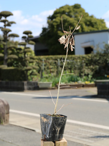  konara oak 0.3m 10.5cm pot seedling 