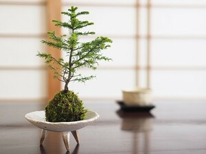 エゾ松の苔玉 エゾ松 蝦夷松 苔玉 コケ玉 インテリア テラリウム 涼しい 夏 緑 敬老の日 松