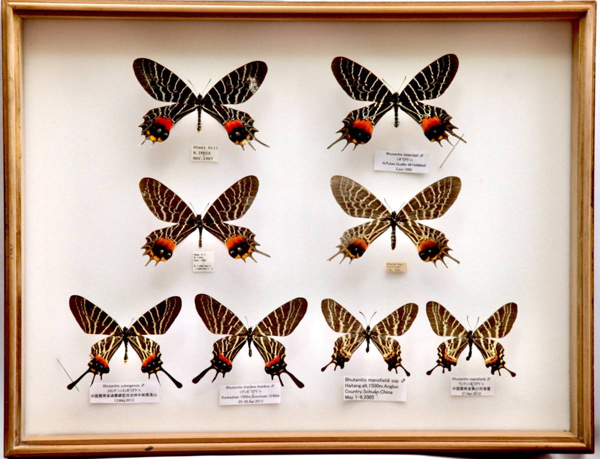 ドイツ箱2箱セット蝶の標本 全国配送料無料