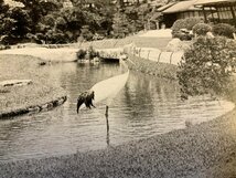 FF-3195 ■送料無料■ 岡山県 岡山後楽園 延養亭 鶴 鳥 公園 庭園 池 庭 風景 景色 レトロ 絵葉書 エンタイア 写真 古写真/くNAら_画像3