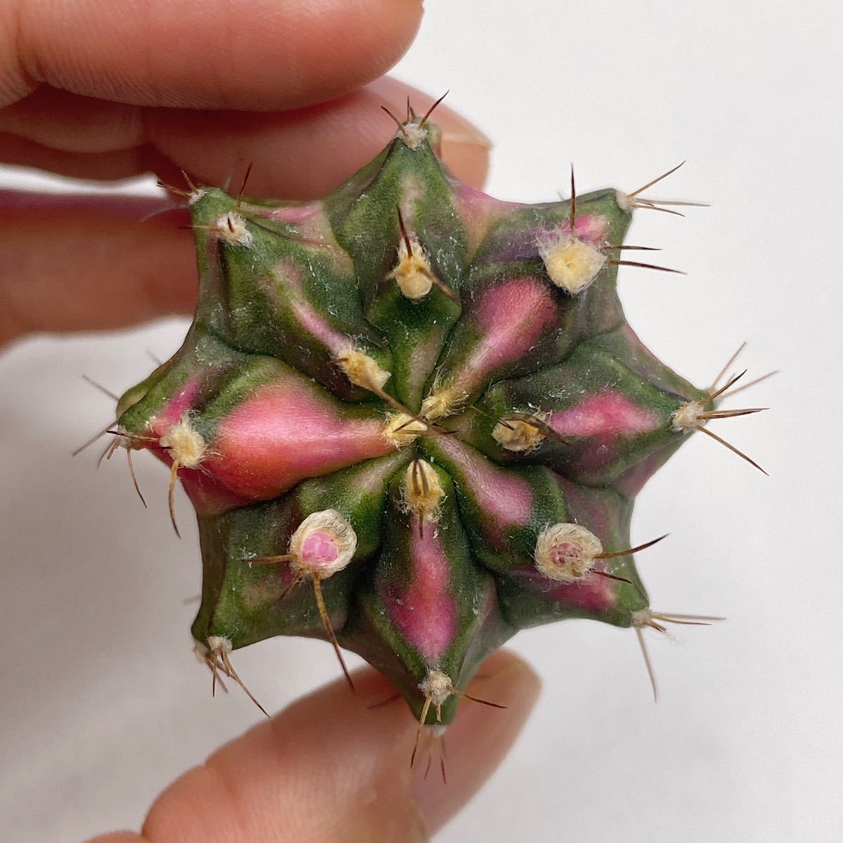 ヤフオク! -「ピンクダイヤモンド」(花、園芸) の落札相場・落札価格