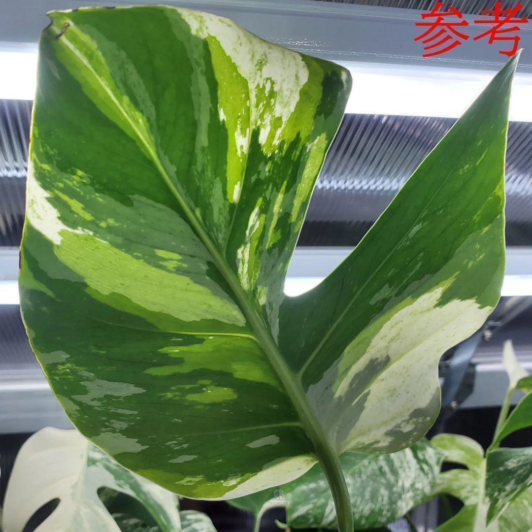 ヤフオク! -「ミントグリーン」(モンステラ) (観葉植物)の落札相場