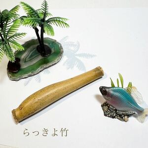 らっきょ竹　和竿　短竿　手元 握り素材　タナゴ などの小魚向釣り素材　自然素材　-01-