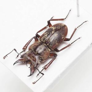 ペルーのエンマクワガタ Auxicerus platyceps 約13.5mm