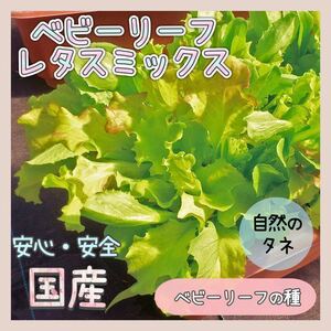 【国内育成・採取】 ベビーリーフ レタスミックス 家庭菜園 種 タネ レタス