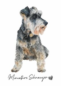 ポストカード【 Miniature Schnauzer / ミニチュア・シュナウザー 】イラスト アート 水彩画風 パステルカラー はがき -6