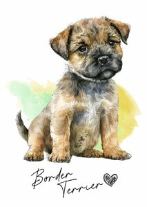 ポストカード【 Border Terrier / ボーダー・テリア 】イラスト アート 水彩画風 パステルカラー はがき -1