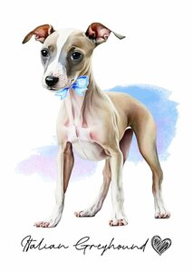 ポストカード【 Italian Greyhound / イタリアン・グレイハウンド 】イラスト アート 水彩画風 パステルカラー はがき -2