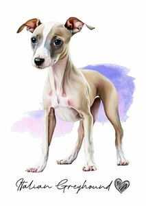 ポストカード【 Italian Greyhound / イタリアン・グレイハウンド 】イラスト アート 水彩画風 パステルカラー はがき -3