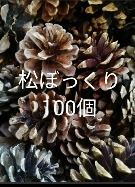 松ぼっくり　100個　国産　訳あり