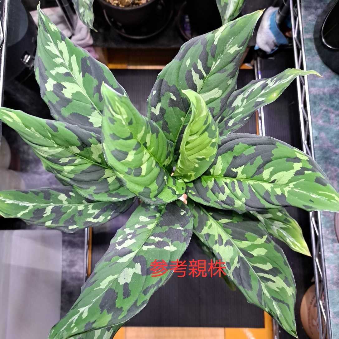 ヤフオク! -「白玉」(その他) (観葉植物)の落札相場・落札価格