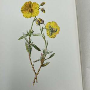 ◆1巻～5巻セット◆ 1880年頃 Familiar Wild Flowers エドワード・ヒューム著 Cassell & Co ロンドン発行 洋書 アンティークの画像8