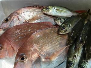 豊後水道の鮮魚詰め合わせ!