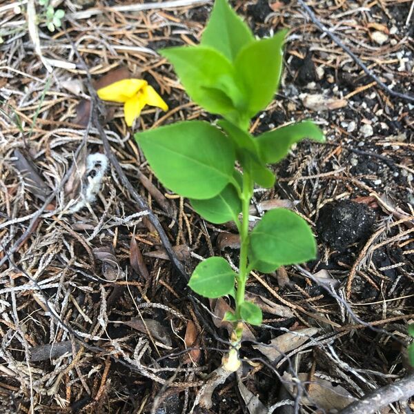 れんぎょう挿し穂3本 オマケ花の種